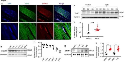醫(yī)學(xué)研究與試驗(yàn)發(fā)展 科技創(chuàng)新驅(qū)動(dòng)健康未來(lái)